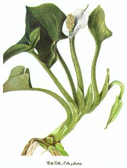 Calla palustris 