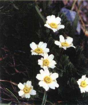 Callianthemum insigne