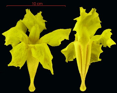Callichlamys latifolia