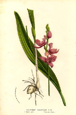 Calopogon pulchellus