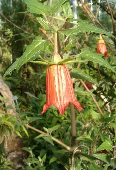 Canarina abyssinica