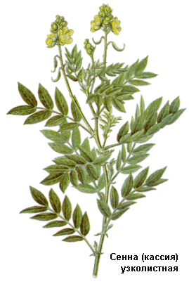 Cassia angustifolia