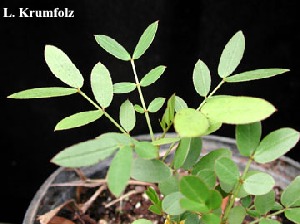 Cassia chapmanii