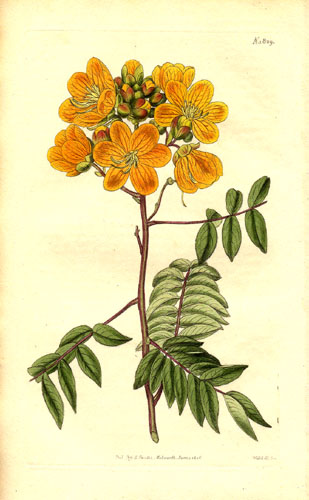 Cassia ligustrina