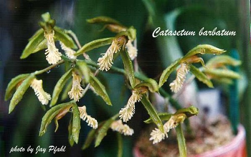 Catasetum barbatum