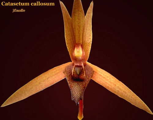 Catasetum callosum