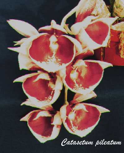 Catasetum pileatum