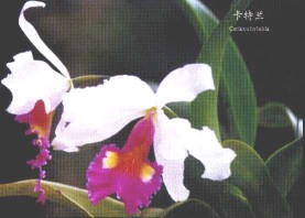 Cattleya hybrida