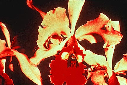 Cattleya warszewiczii