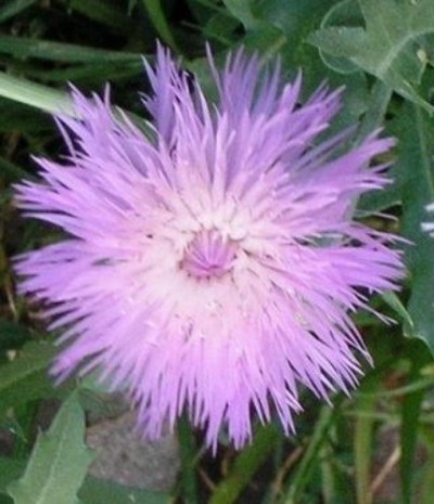 Centaurea moschata