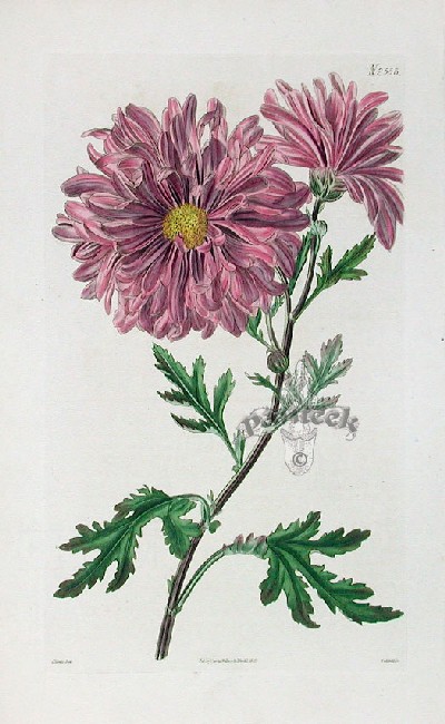 Chrysanthemum sinense