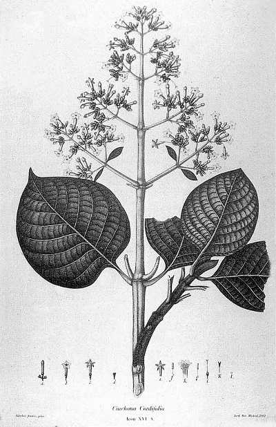 Cinchona lanceifolia