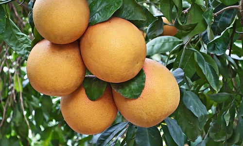 Citrus paradisii