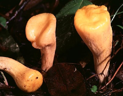 Clavariadelphus truncatus