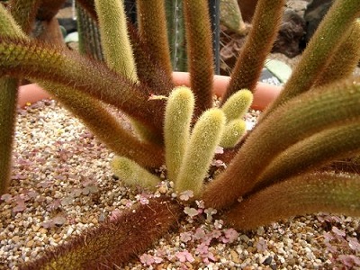 Clеistocactus (Gymnocalycium) strausii