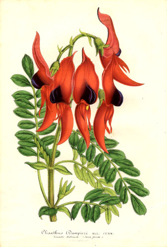 Clianthus dampieri