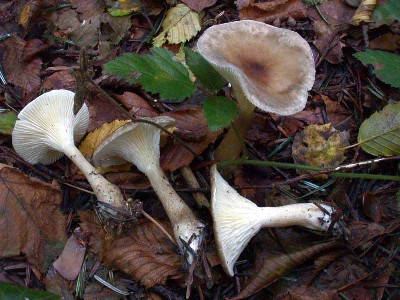 Clitocybe clavipes 