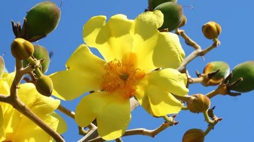 Cochlospermum orinocense