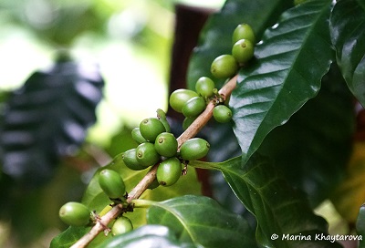 Coffea arabica 