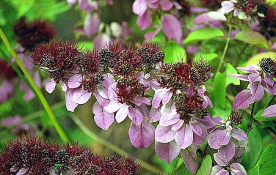 Combretum racemosum