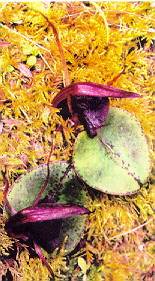 Corybas macranthus