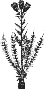 Cousinia adenophora