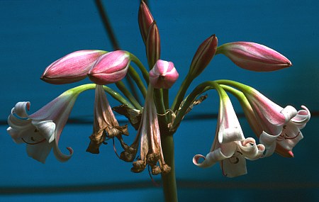 Crinum macowanii