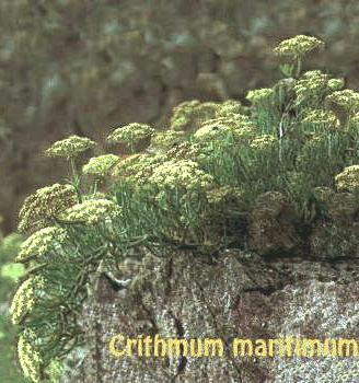Crithmum maritimum