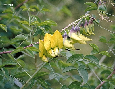 Crotalaria laburnifolia