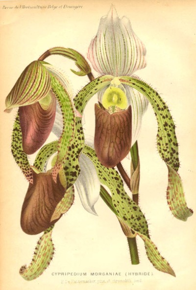 Cypripedium morganiae