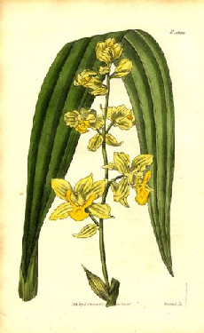 Cyrtopodium andersonii