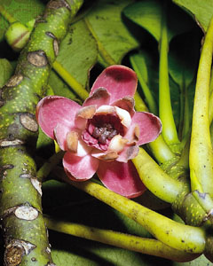 Degeneria roseiflora