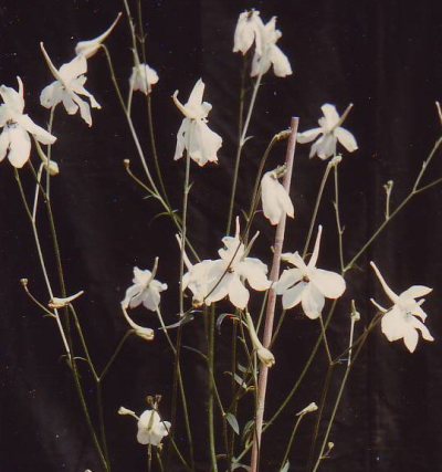 Delphinium wellbyi