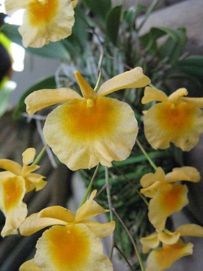 Dendrobium agregatum
