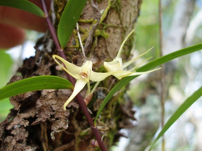 Dendrobium biflorum