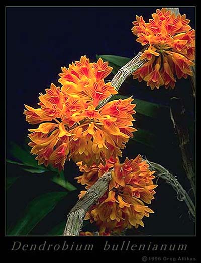 Dendrobium bullenianum