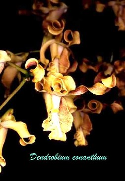 Dendrobium conanthum