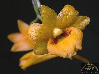 Dendrobium crocatum