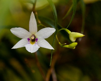 Dendrobium cunninghamii 