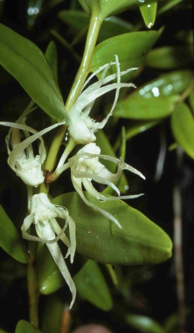 Dendrobium dactylodes