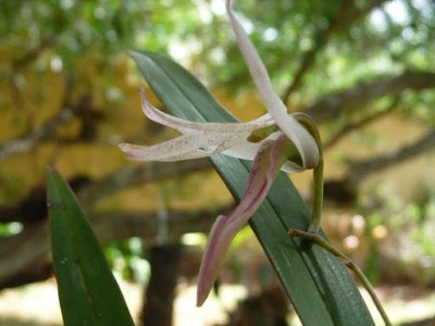 Dendrobium fractiflexum