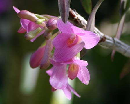Dendrobium goldfinchii 