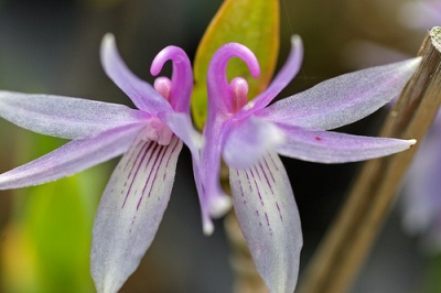Dendrobium gonzalesii