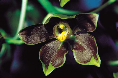 Dendrobium gordonii