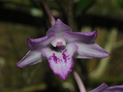 Dendrobium lancifolium