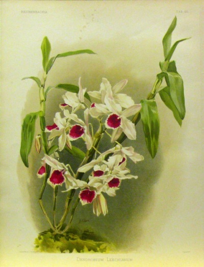 Dendrobium leechianum