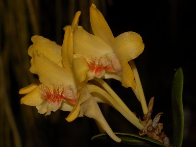 Dendrobium lowianum