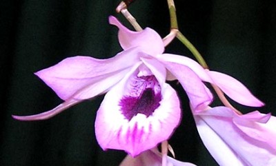 Dendrobium maccarthiae 
