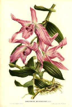 Dendrobium macranthum