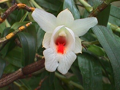 Dendrobium margaritaceum